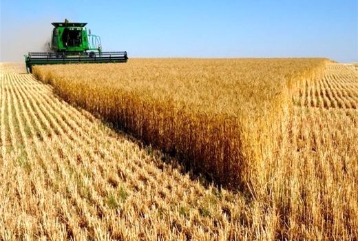 قیمت‌گذاری مناسب و پرداخت به موقع مطالبات گندمکاران؛ کلید امنیت غذایی پایدار  