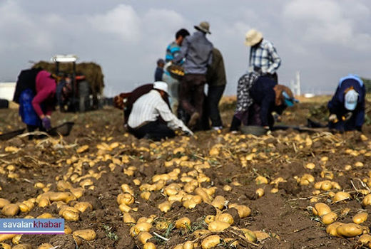 آغاز برداشت سیب زمینی در پارس‌آباد