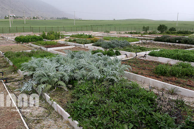 افسنطین