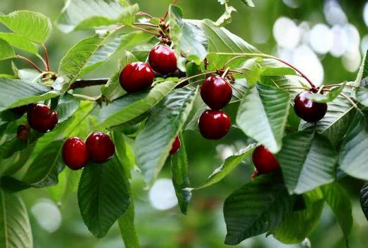 برداشت گیلاس و آلبالو از باغات شهرستان سامان آغاز شد 