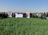 بازدید کشاورزان پیشرو مرودشتی از مزارع کشاورزی حفاظتی خوزستان