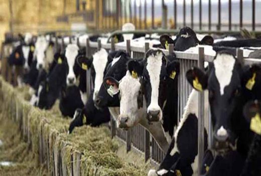 افتتاح پروژه پرواربندی 3000 رأس دام در گلپایگان