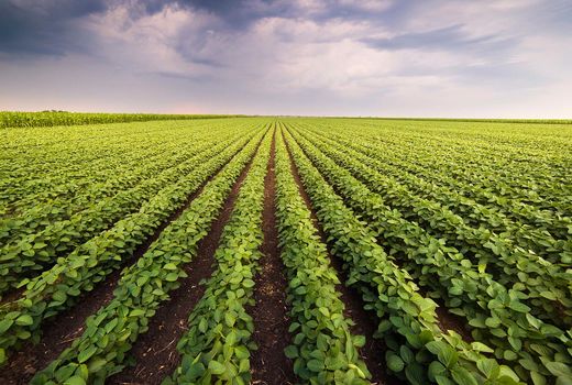 حمایت گسترده کشورهای توسعه یافته از بخش کشاورزی