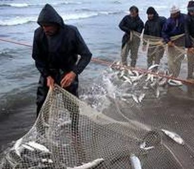 بیش از ۱۲۵ تن ماهی در نوار ساحلی گلستان صید شد