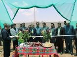 سه گلخانه تابع اقلیم در استان فارس به بهره‌برداری رسید   