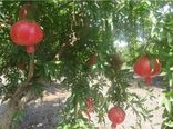 پیش‌بینی برداشت 7 هزار تن انار در گلوگاه