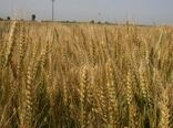 خرید 102 هزار تن گندم از کشاورزان مازندران