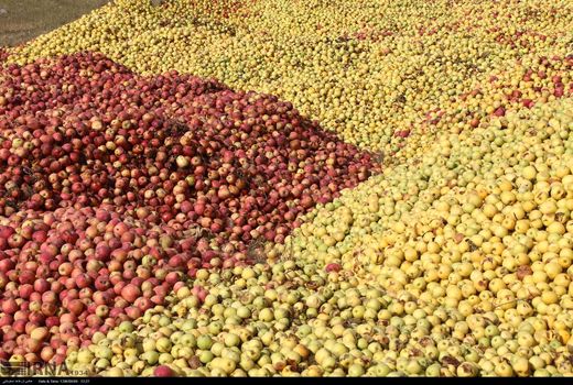 طرح خرید حمایتی انواع سیب درختی با مصارف صنعتی آغاز شد