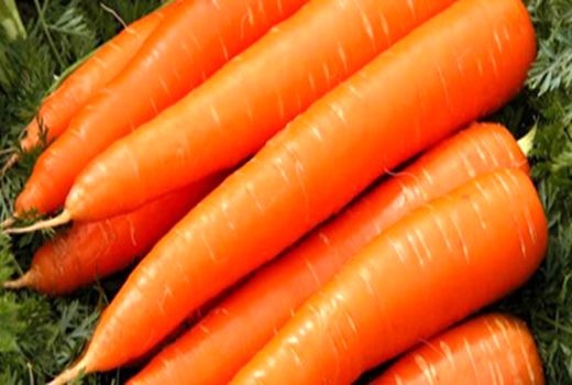  تولید بیش از 15 هزارتُن هویج در شهرستان بستان آباد