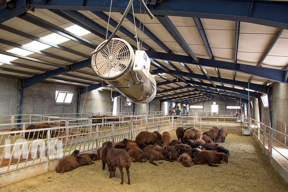 کشاورزی استان زنجان