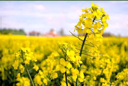 اختصاص بیش از ۷۳۰۰ هکتار از اراضی دهلران به کشت کلزا  