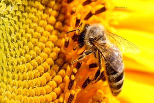 حمایت از نوآوری‌ها در توسعه صنعت زنبورداری کشور
