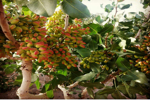 مهاجرت کشت پسته به غرب و شمالغرب کشور