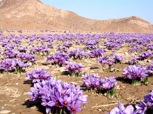 ۱۰۰ هکتار اراضی یزد به کشت زعفران اختصاص یافت 