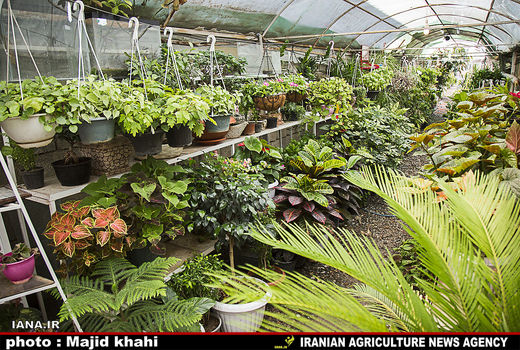 کاهش مصرف آب در گلخانه‌های سنتی با نایلون‌کشی