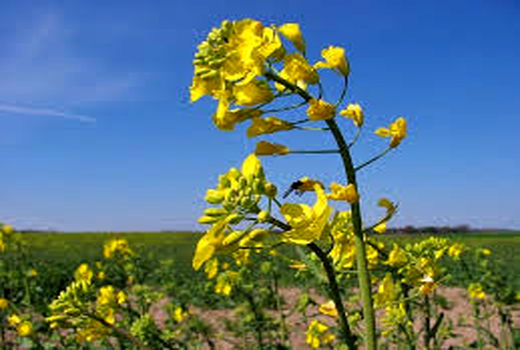 پیش‌بینی تولید بیش از ۲۵۰ هزار تن دانه کلزا