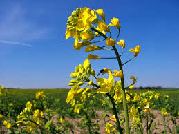 پیش‌بینی تولید بیش از ۲۵۰ هزار تن دانه کلزا