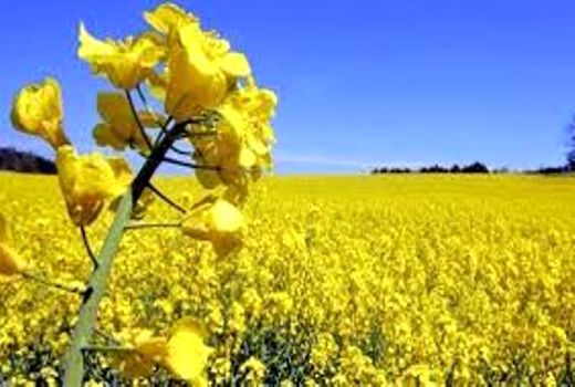 مبارزه شیمیایی در 11 هزار هکتار مزارع کلزای مازندران