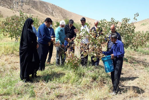 برداشت پسته از باغ الگویی شهرستان هوراند