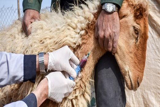 اردوی جهادی دامپزشکی در دشتی برگزار شد 