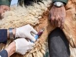 اردوی جهادی دامپزشکی در دشتی برگزار شد 