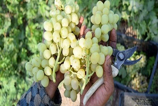 برداشت 30 رقم جدید و زودرس انگور در تاکستان‌های خراسان شمالی 