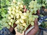 برداشت 30 رقم جدید و زودرس انگور در تاکستان‌های خراسان شمالی 