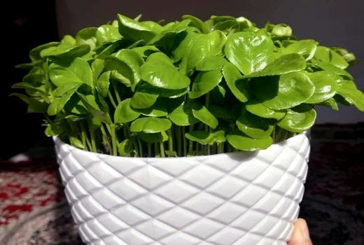 تولید گلدان سبزه مرکبات در مرودشت