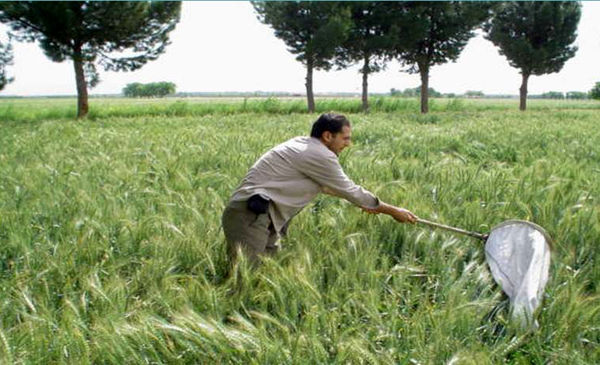 مبارزه با پوره سن غلات در 4075 هکتار از مزارع کشاورزی شهرستان البرز