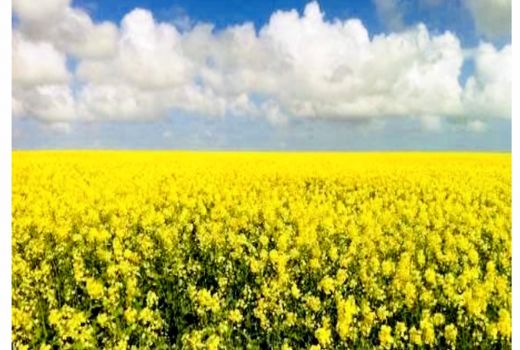 خرید نقدی 900 تن کلزا در زرین دشت