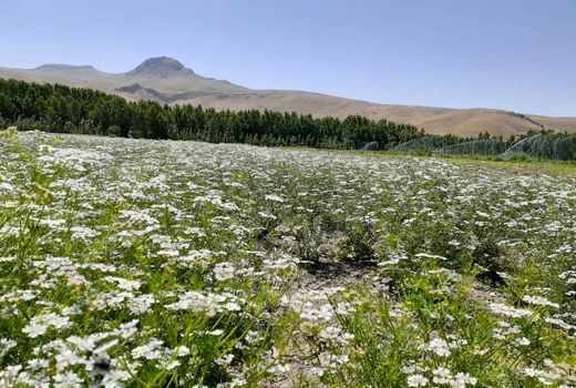   سالانه ۶هزار تن گشنیز در استان کرمانشاه تولید می شود