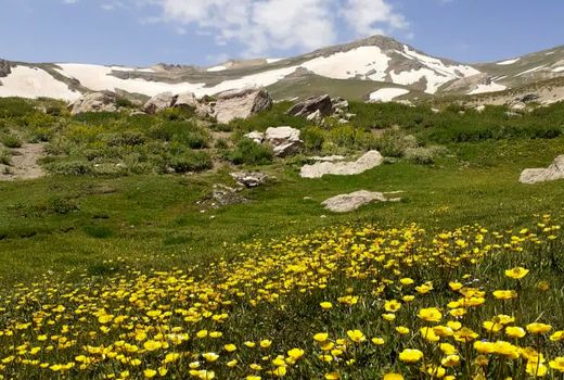 «دالامپر» بانک زنده تنوع ژنتیکی گیاهان ایران 