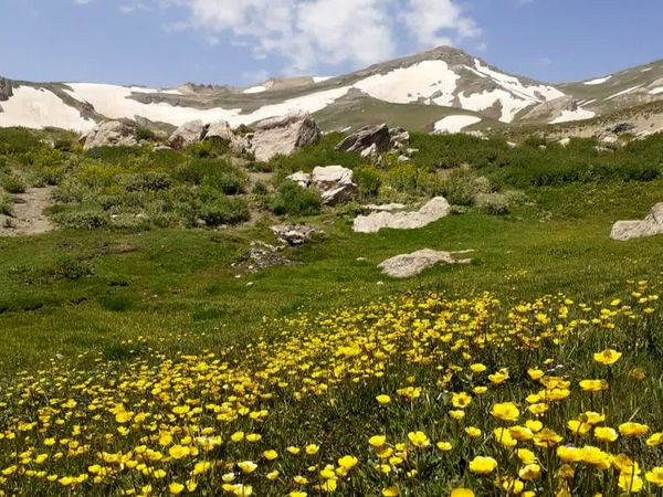 «دالامپر» بانک زنده تنوع ژنتیکی گیاهان ایران 