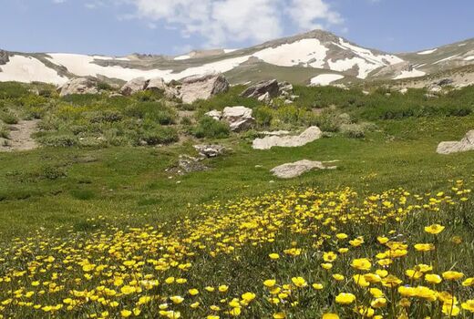«دالامپر» بانک زنده تنوع ژنتیکی گیاهان ایران 