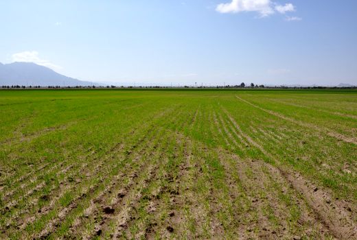 آغاز کشت گندم در سطح 67 هزار هکتار در سیستان و بلوچستان