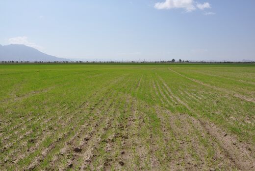 آغاز کشت گندم در سطح 67 هزار هکتار در سیستان و بلوچستان