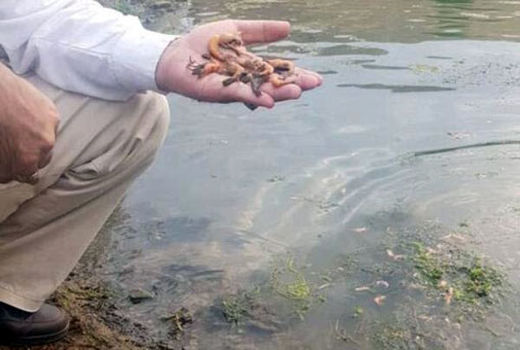 اقدام غیرقانونی انسانی، عامل تلفات گونه‌های متعدد آبزیان در سد خداآفرین