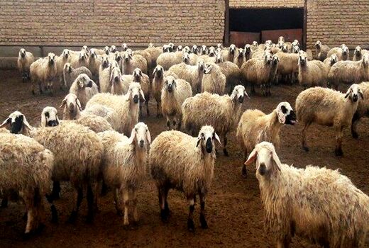 بهره‌برداری از دو طرح کشاورزی و دامپروری در شهرستان راور در هفته جهاد کشاورزی 