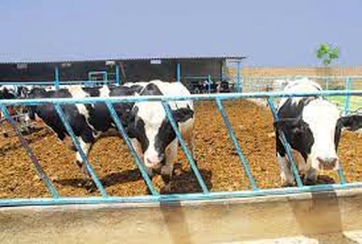 تخصیص بیش از 12 هزار میلیارد ریال به صنعت دامپروری درخوزستان