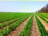 کشت ذرت علوفه‌ای در یک هزار هکتار از مزارع زرقان آغاز شد