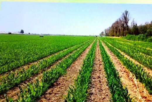 کشت ذرت علوفه‌ای در یک هزار هکتار از مزارع زرقان آغاز شد