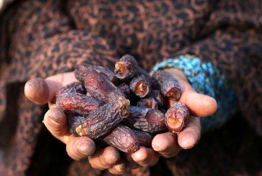 پیش بینی برداشت ۱۰ هزارتنی خرمای پیارم در هرمزگان