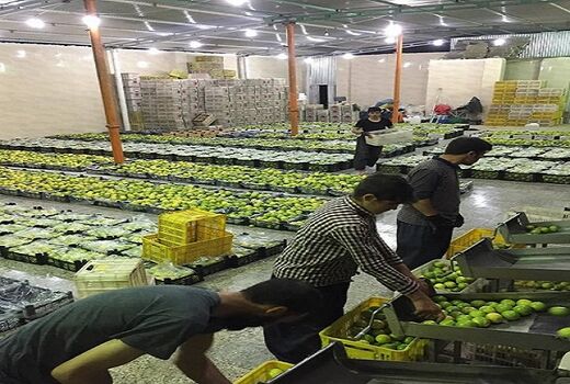 ایجاد 260 اشتغال جدید در بخش کشاورزی قیروکارزین