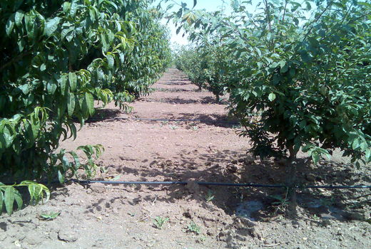 اجرای طرح اصلاح و احیای باغات میوه