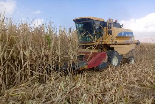 پایان برداشت ذرت  از مزارع  فسا