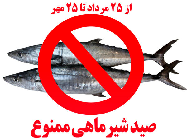 صید ماهی شیر به مدت ۲ ماه ممنونع شد