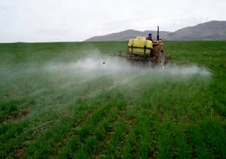 آغازمبارزه با سن مادر در سطح ۳۰ هزار هکتار از مزارع گندم و جو شهرستان قزوین