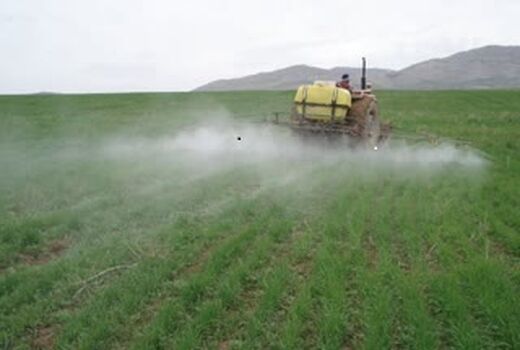 آغازمبارزه با سن مادر در سطح ۳۰ هزار هکتار از مزارع گندم و جو شهرستان قزوین
