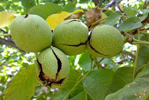 پیش‌بینی برداشت حدود چهار هزار تن گردو در استان اصفهان