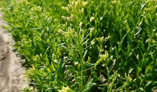 معرفی کنجاله «کاملینا» به عنوان راهکاری برای کاهش وابستگی به سویای وارداتی